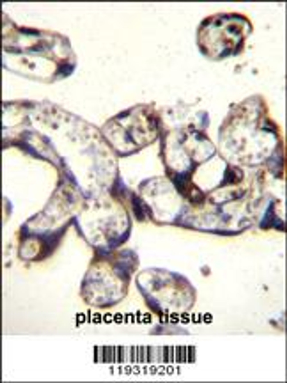 FKBP7 Antibody immunohistochemistry analysis in formalin fixed and paraffin embedded human placenta tissue followed by peroxidase conjugation of the secondary antibody and DAB staining.