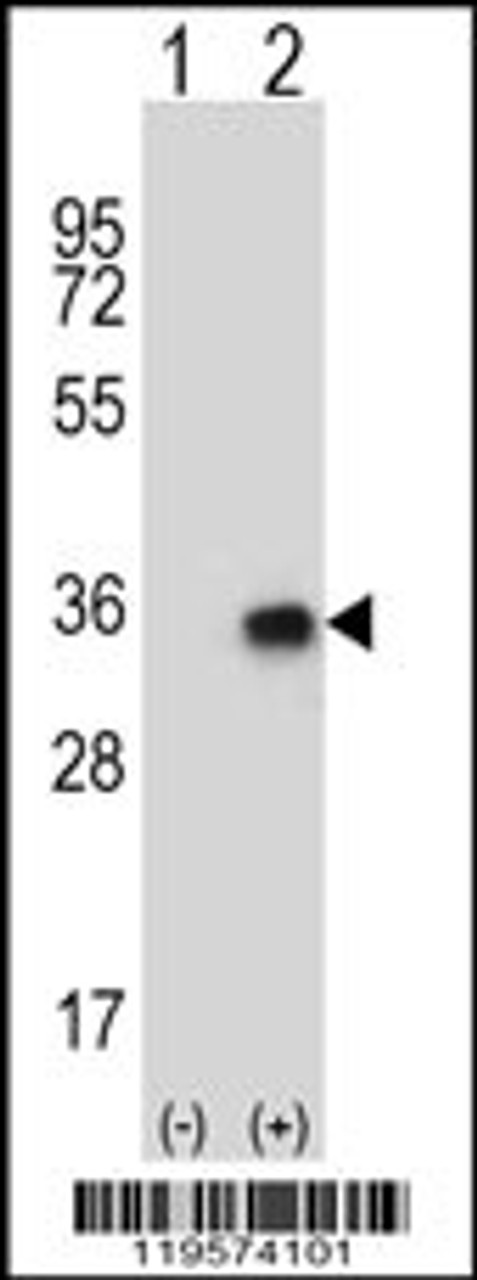 Western blot analysis of CNOT8 using rabbit polyclonal CNOT8 Antibody using 293 cell lysates (2 ug/lane) either nontransfected (Lane 1) or transiently transfected (Lane 2) with the CNOT8 gene.