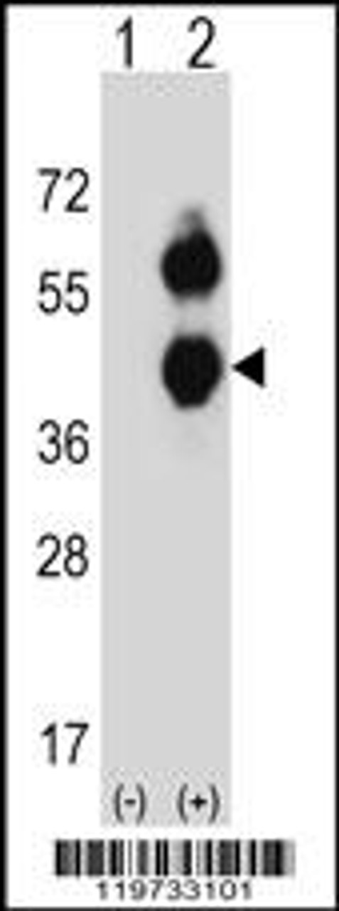 Western blot analysis of BCAT2 using rabbit polyclonal BCAT2 Antibody using 293 cell lysates (2 ug/lane) either nontransfected (Lane 1) or transiently transfected (Lane 2) with the BCAT2 gene.
