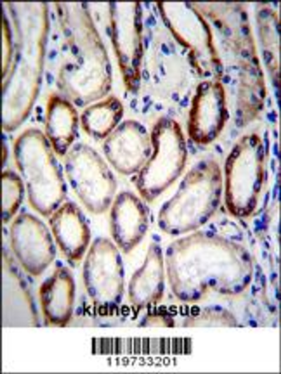 BCAT2 Antibody immunohistochemistry analysis in formalin fixed and paraffin embedded human kidney tissue followed by peroxidase conjugation of the secondary antibody and DAB staining.