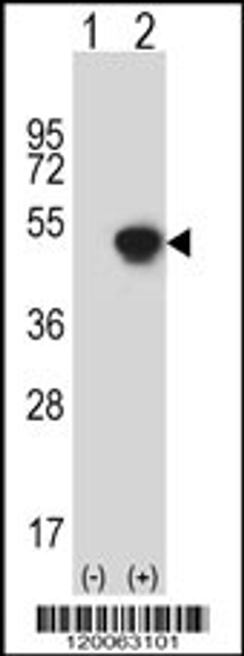 Western blot analysis of GCAT using rabbit polyclonal GCAT Antibody using 293 cell lysates (2 ug/lane) either nontransfected (Lane 1) or transiently transfected (Lane 2) with the GCAT gene.