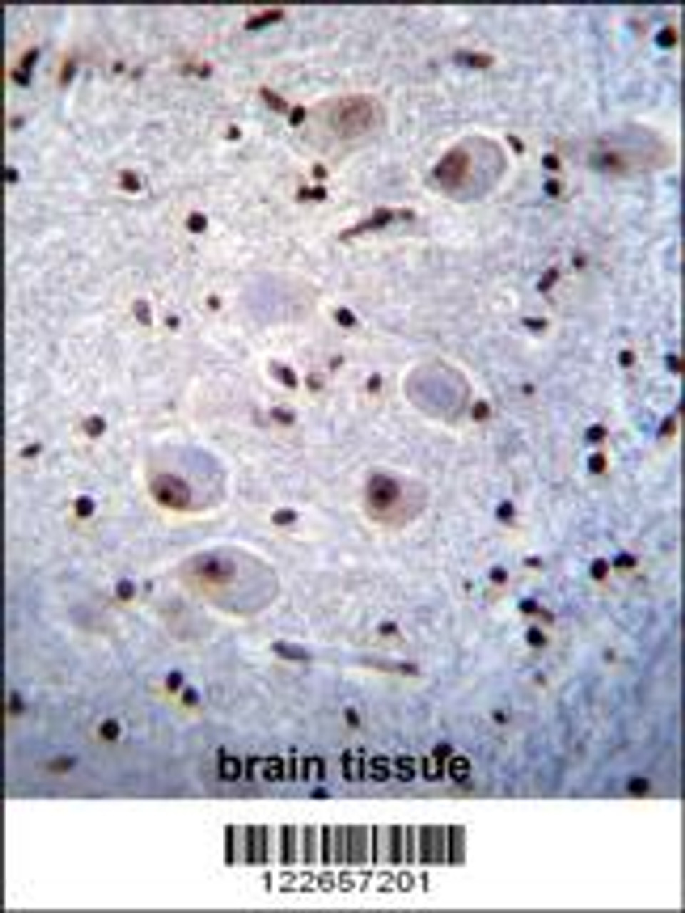 PAX6 Antibody immunohistochemistry analysis in formalin fixed and paraffin embedded human brain tissue followed by peroxidase conjugation of the secondary antibody and DAB staining.