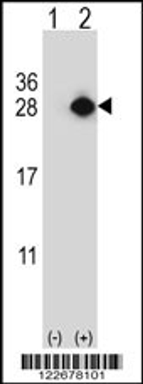 Western blot analysis of YEATS4 using rabbit polyclonal YEATS4 Antibody using 293 cell lysates (2 ug/lane) either nontransfected (Lane 1) or transiently transfected (Lane 2) with the YEATS4 gene.