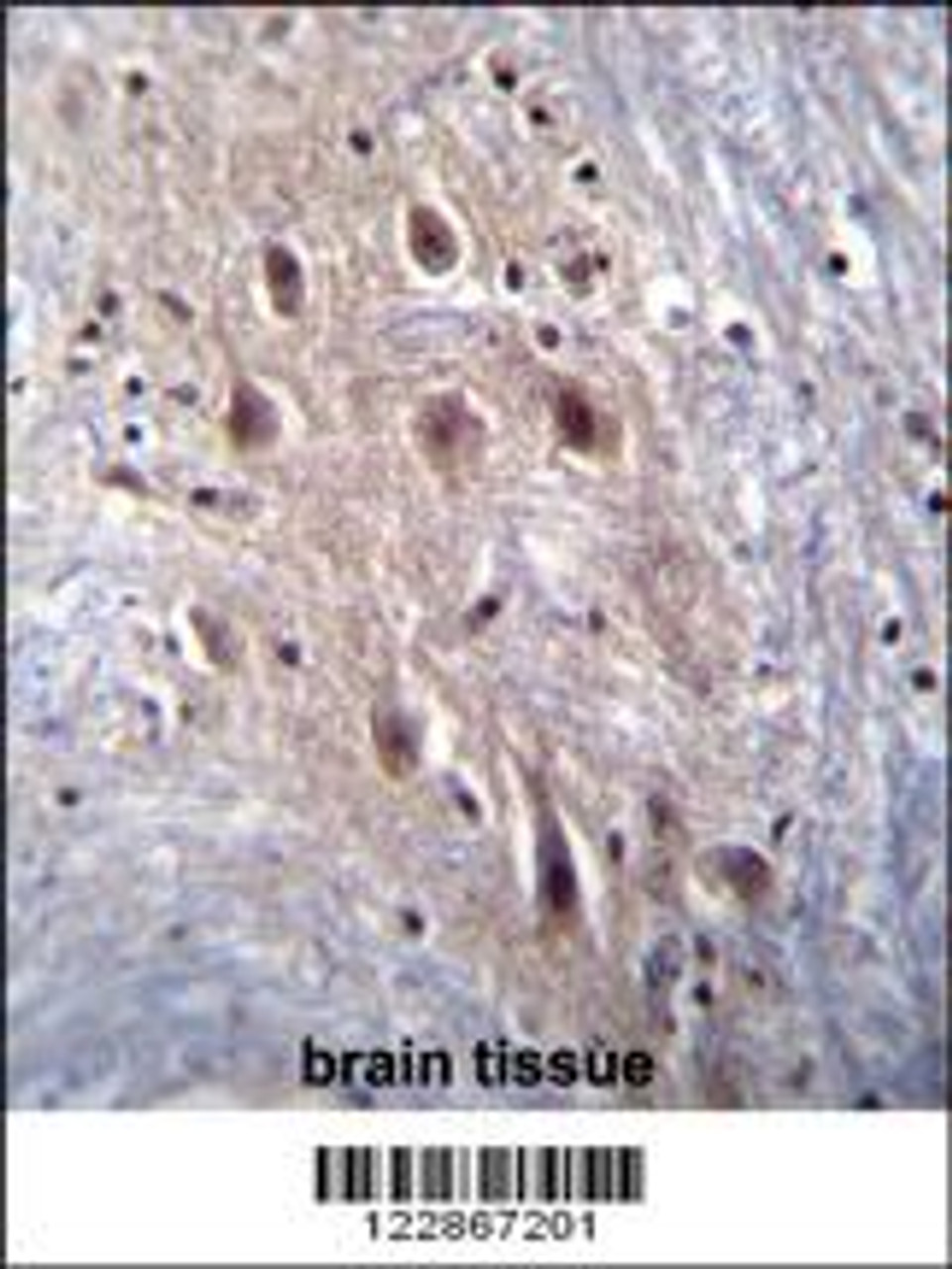 HIPK4 Antibody immunohistochemistry analysis in formalin fixed and paraffin embedded human brain tissue followed by peroxidase conjugation of the secondary antibody and DAB staining.
