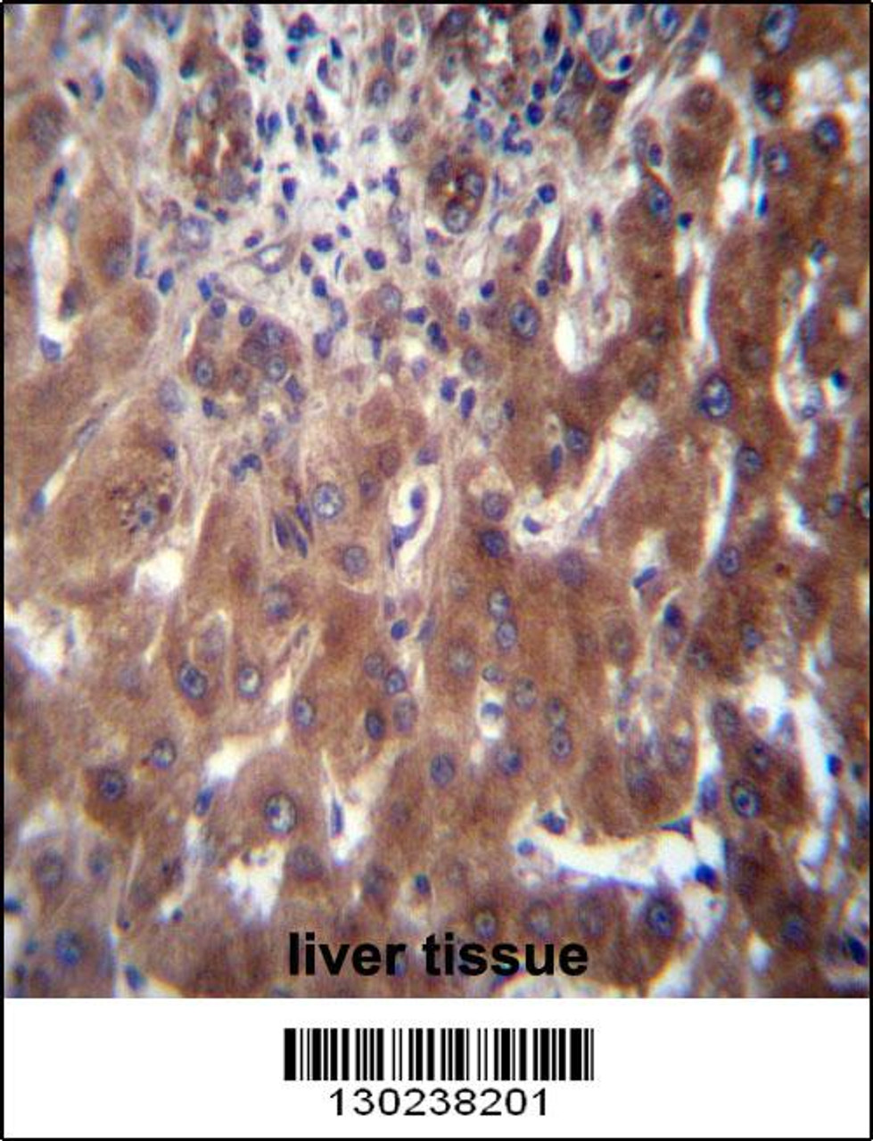 SCLT1 Antibody immunohistochemistry analysis in formalin fixed and paraffin embedded human liver tissue followed by peroxidase conjugation of the secondary antibody and DAB staining.