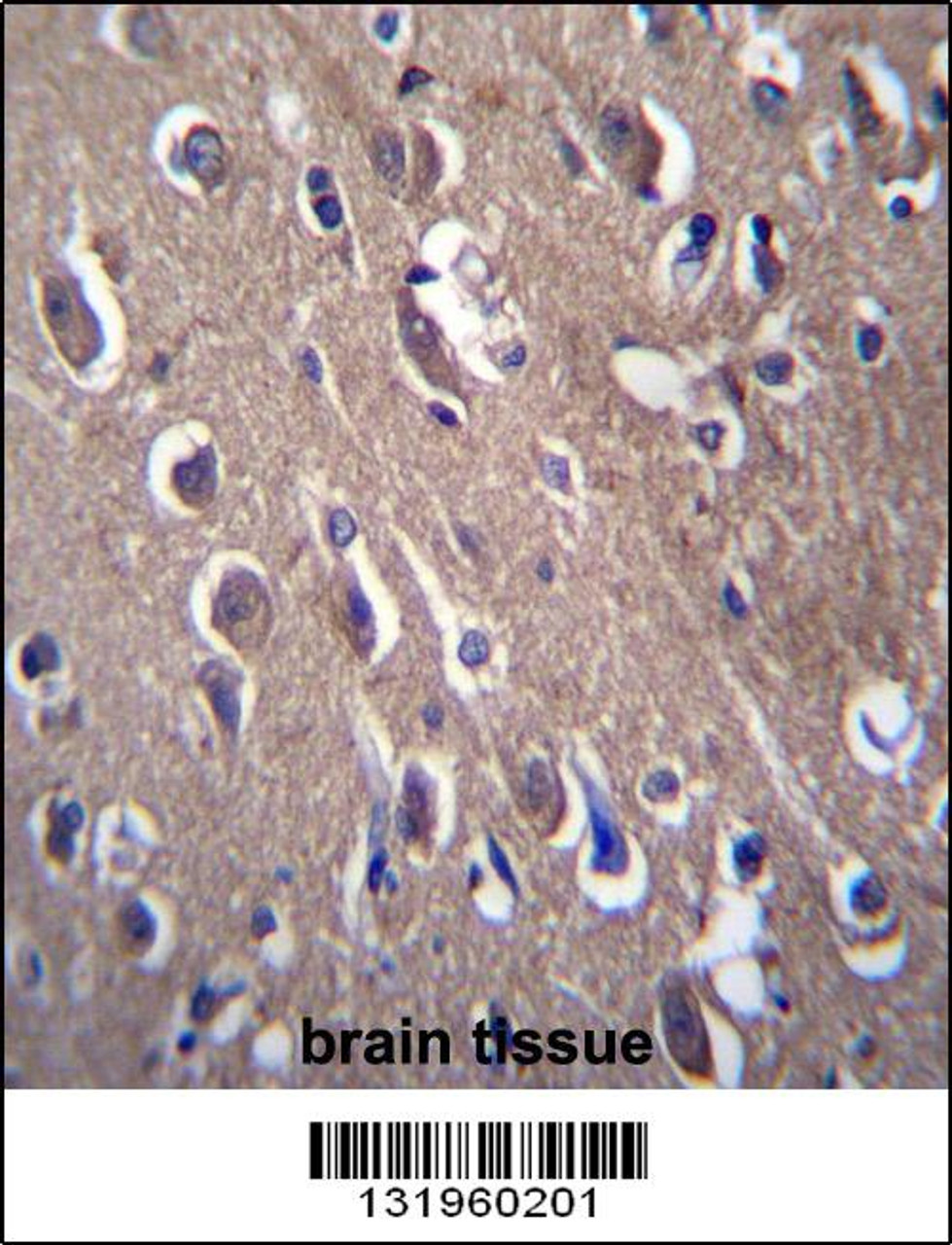 PON2 Antibody immunohistochemistry analysis in formalin fixed and paraffin embedded human brain tissue followed by peroxidase conjugation of the secondary antibody and DAB staining.