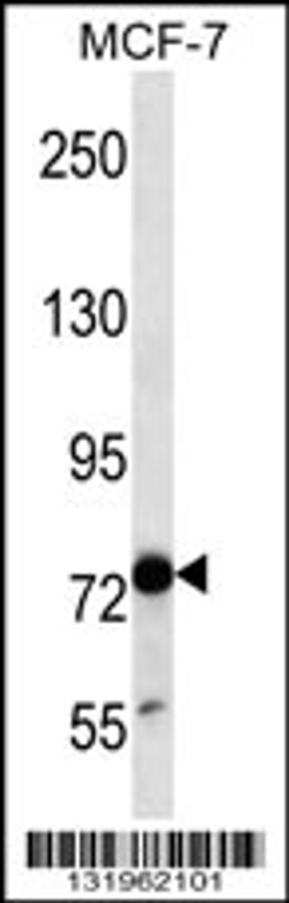 Western blot analysis in MCF-7 cell line lysates (35ug/lane) .