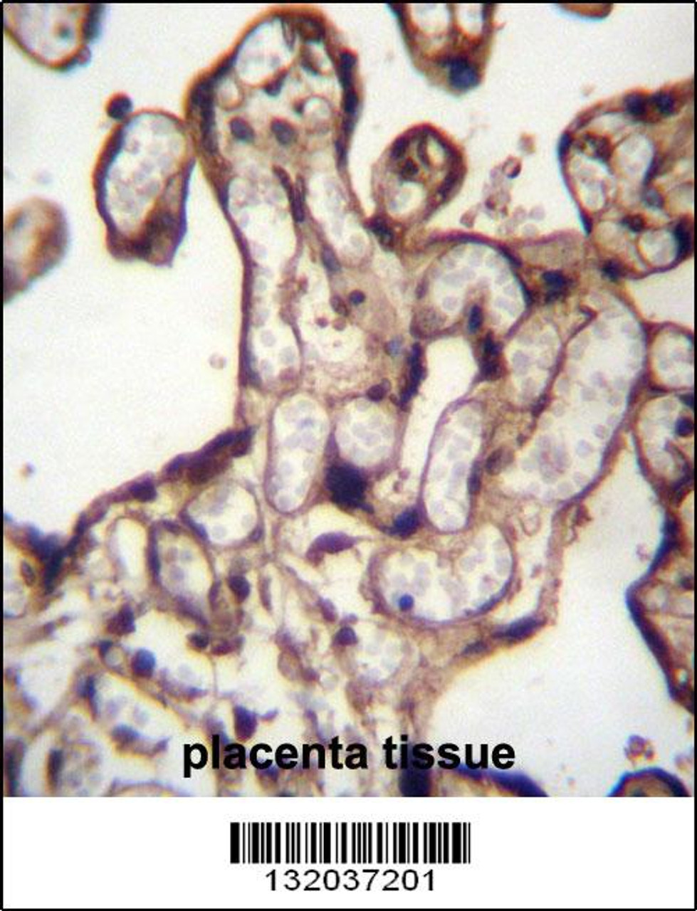 MORN3 Antibdy immunohistochemistry analysis in formalin fixed and paraffin embedded human placenta tissue followed by peroxidase conjugation of the secondary antibody and DAB staining.This data demonstrates the use of MORN3 Antibdy for immunohistochemistry.