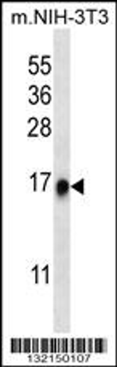 Western blot analysis in mouse NIH-3T3 cell line lysates (35ug/lane) .