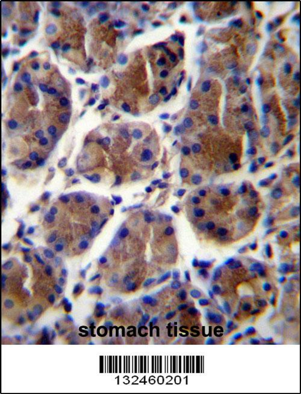 GIF Antibody immunohistochemistry analysis in formalin fixed and paraffin embedded human stomach tissue followed by peroxidase conjugation of the secondary antibody and DAB staining.