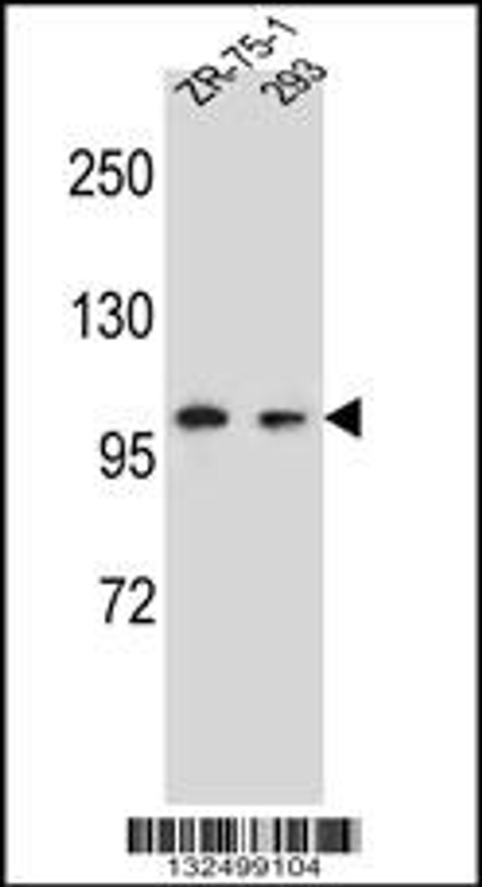 Western blot analysis in ZR-75-1, 293 cell line lysates (35ug/lane) .