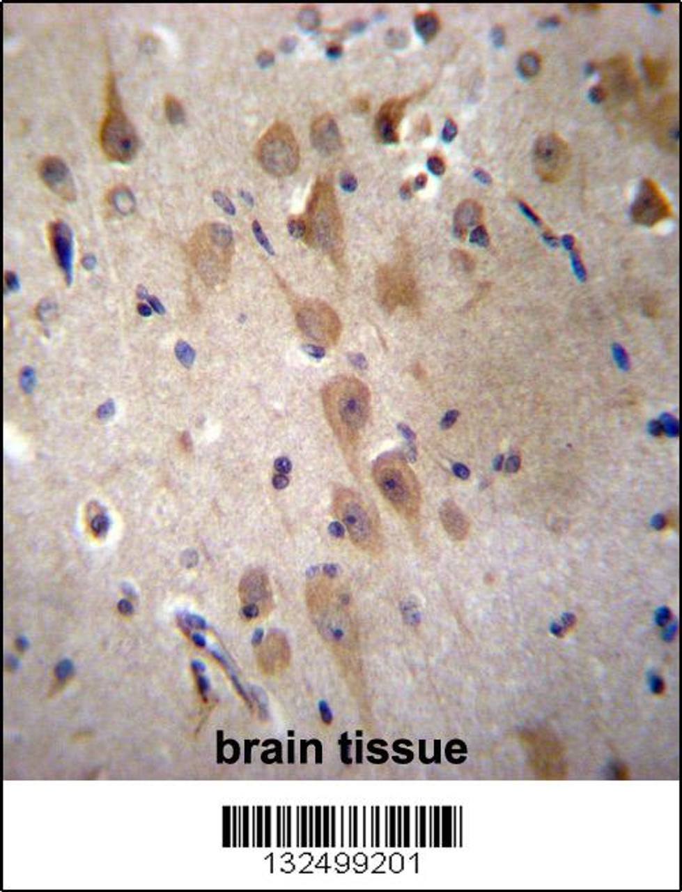 GRIP2 Antibody immunohistochemistry analysis in formalin fixed and paraffin embedded human brain tissue followed by peroxidase conjugation of the secondary antibody and DAB staining.