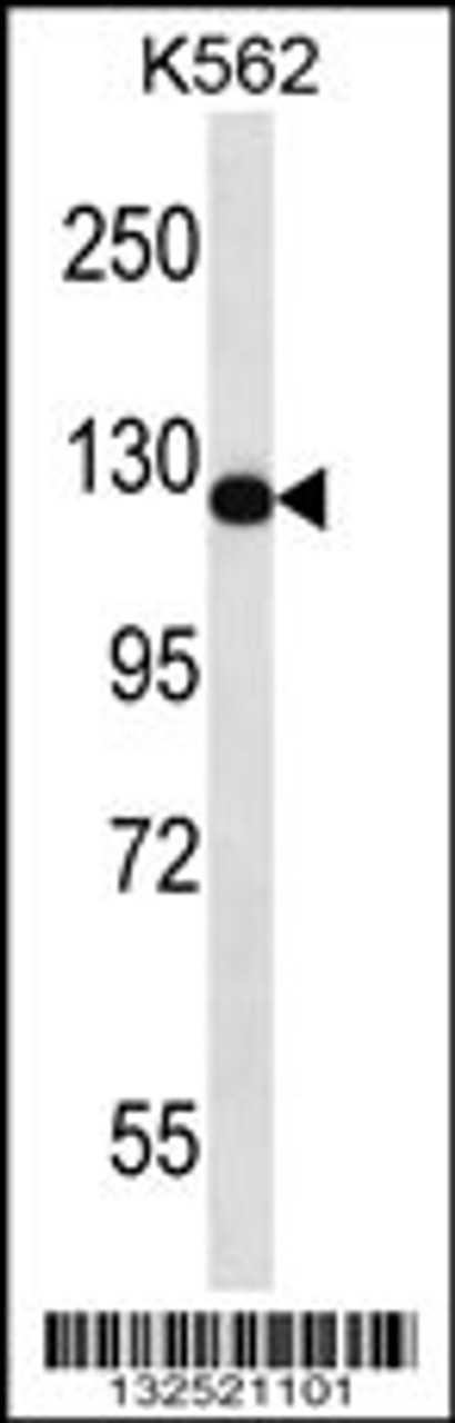 Western blot analysis in K562 cell line lysates (35ug/lane) .