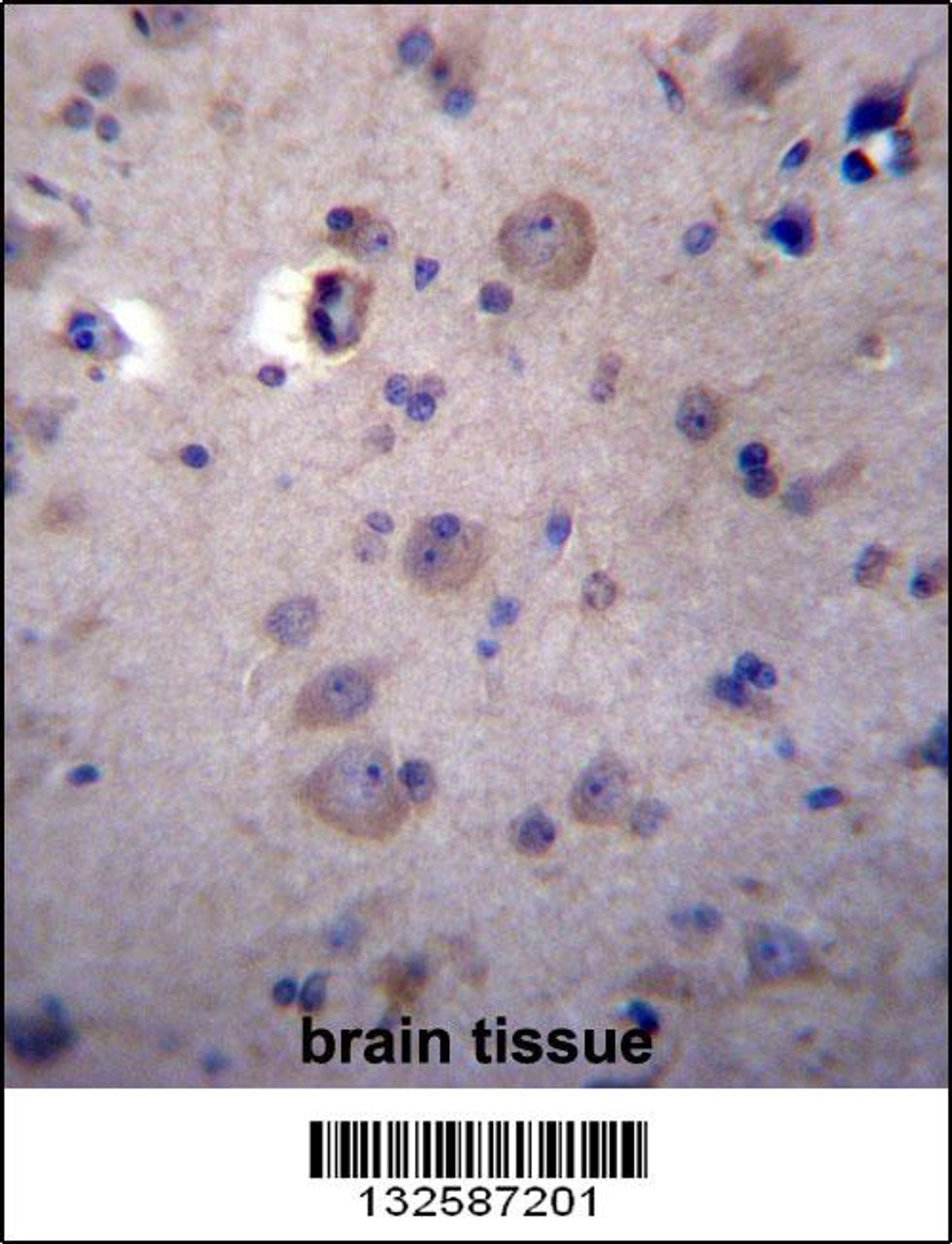 HPSE2 Antibody immunohistochemistry analysis in formalin fixed and paraffin embedded human brain tissue followed by peroxidase conjugation of the secondary antibody and DAB staining.