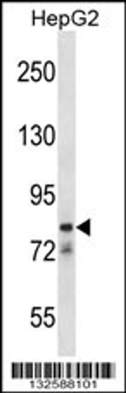 Western blot analysis in HepG2 cell line lysates (35ug/lane) .