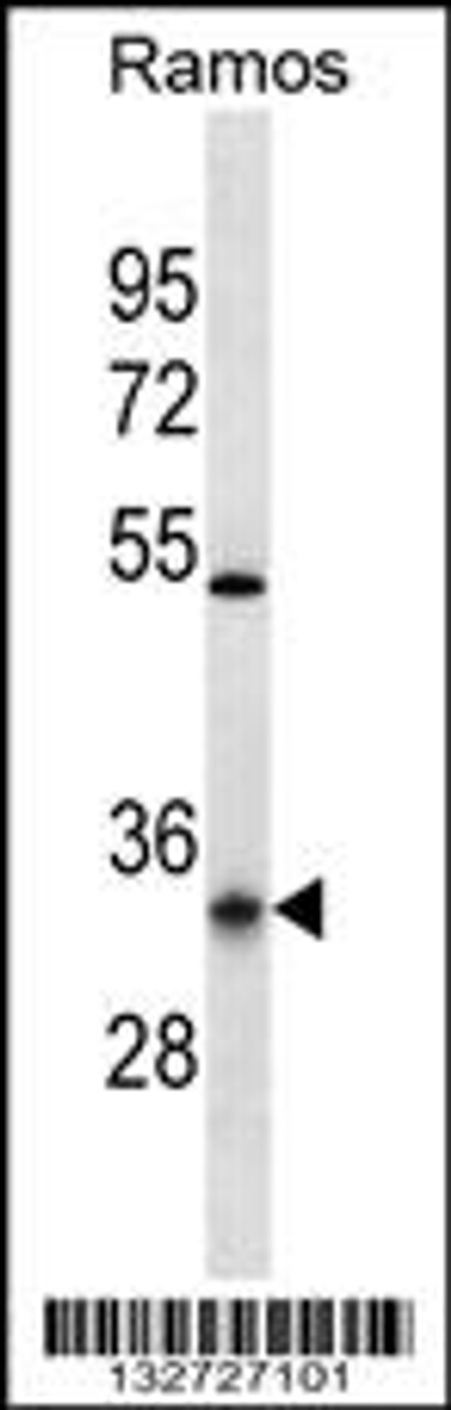 Western blot analysis in Ramos cell line lysates (35ug/lane) .