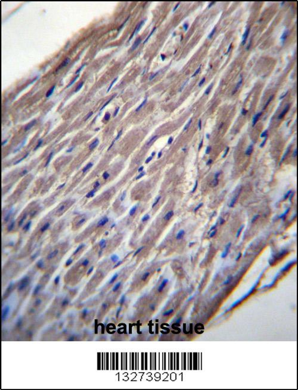 BVES Antibody immunohistochemistry analysis in formalin fixed and paraffin embedded human heart tissue followed by peroxidase conjugation of the secondary antibody and DAB staining.