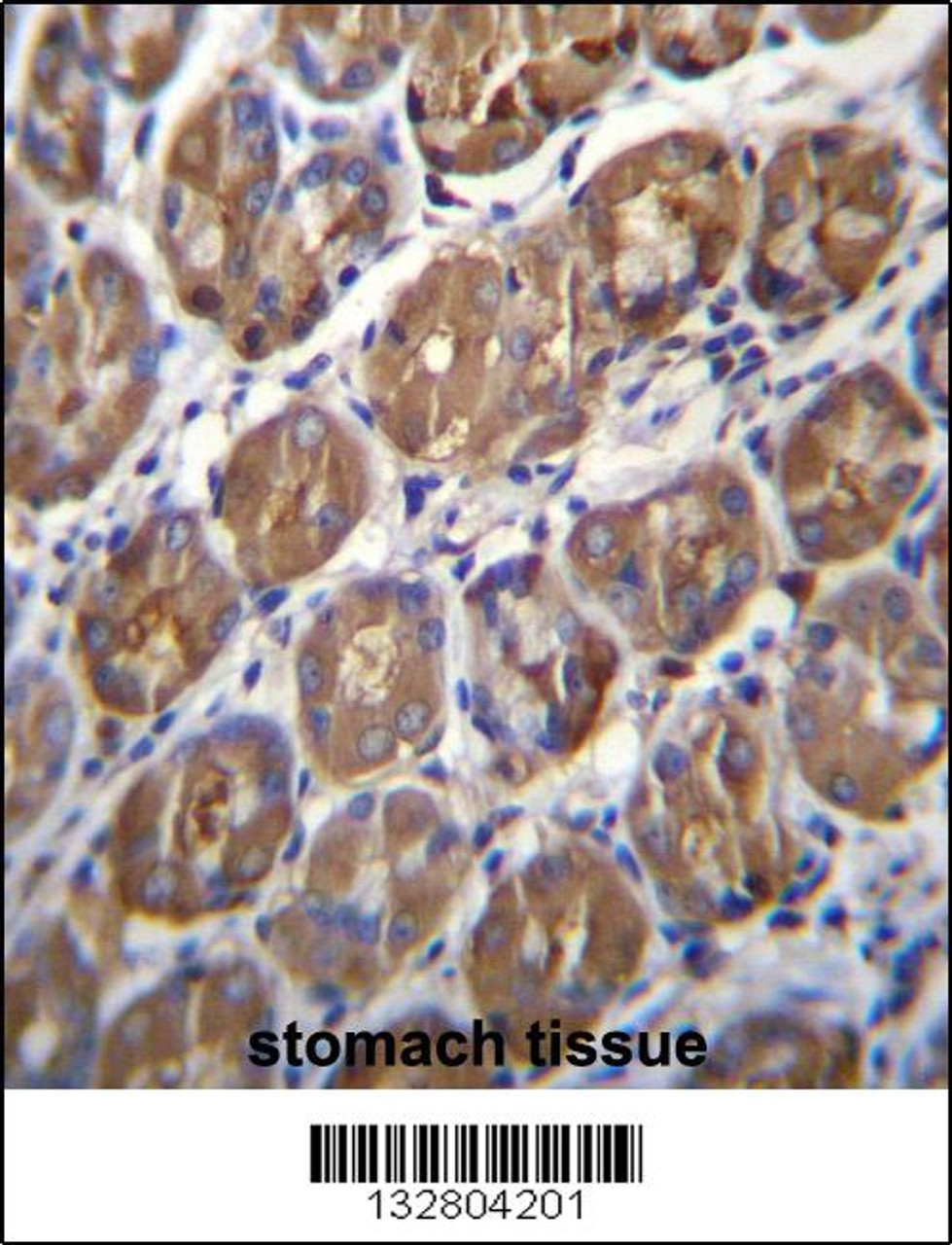 PGA4 Antibody immunohistochemistry analysis in formalin fixed and paraffin embedded human stomach tissue followed by peroxidase conjugation of the secondary antibody and DAB staining.