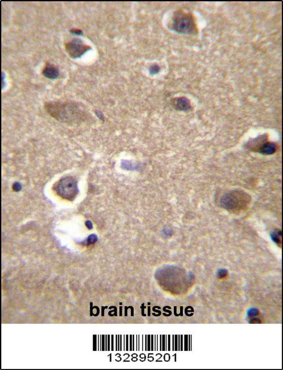 MRPL9 Antibody immunohistochemistry analysis in formalin fixed and paraffin embedded human brain tissue followed by peroxidase conjugation of the secondary antibody and DAB staining.