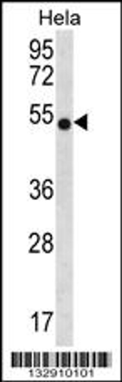 Western blot analysis in Hela cell line lysates (35ug/lane) .