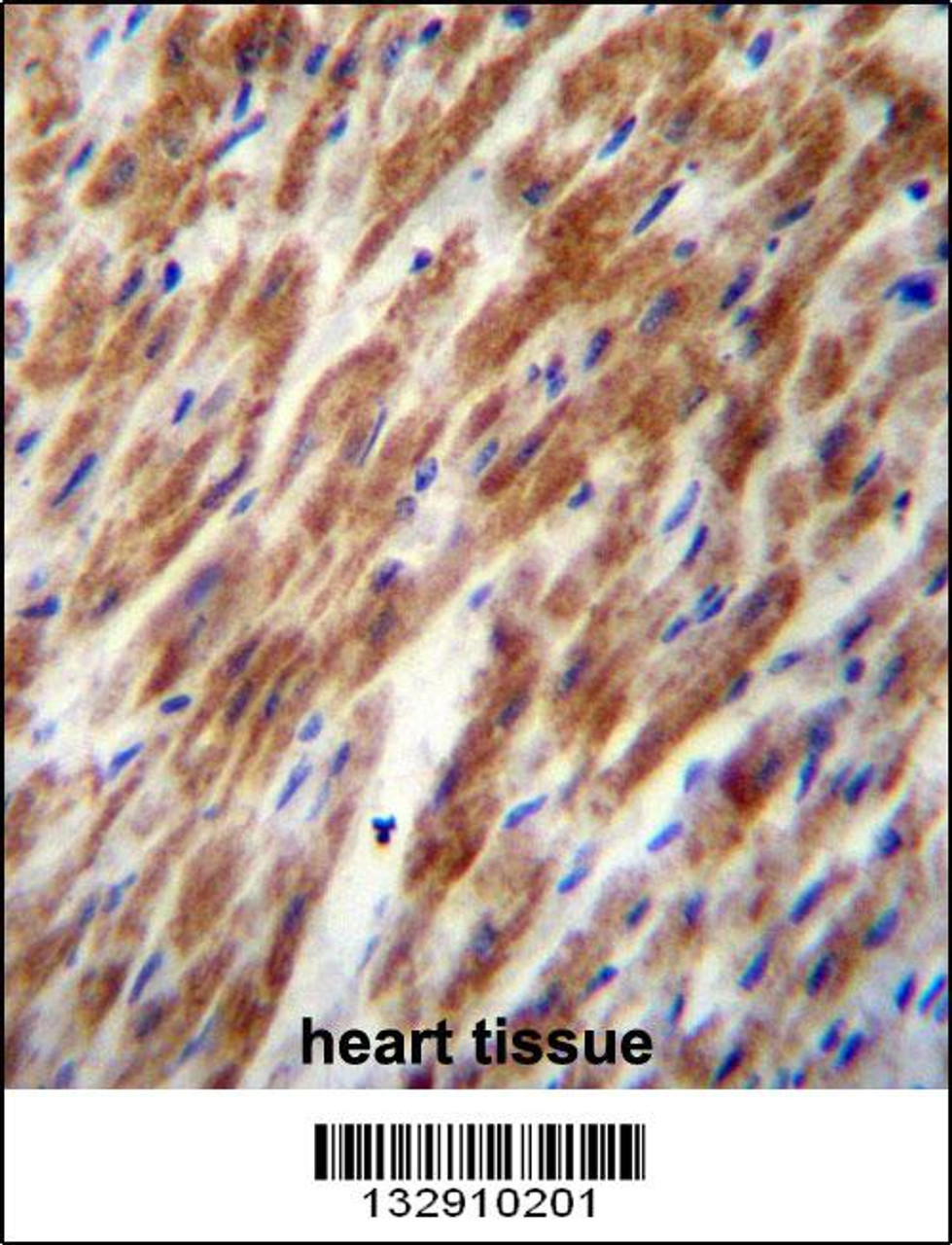 CHI3L2 Antibody immunohistochemistry analysis in formalin fixed and paraffin embedded human heart tissue followed by peroxidase conjugation of the secondary antibody and DAB staining.