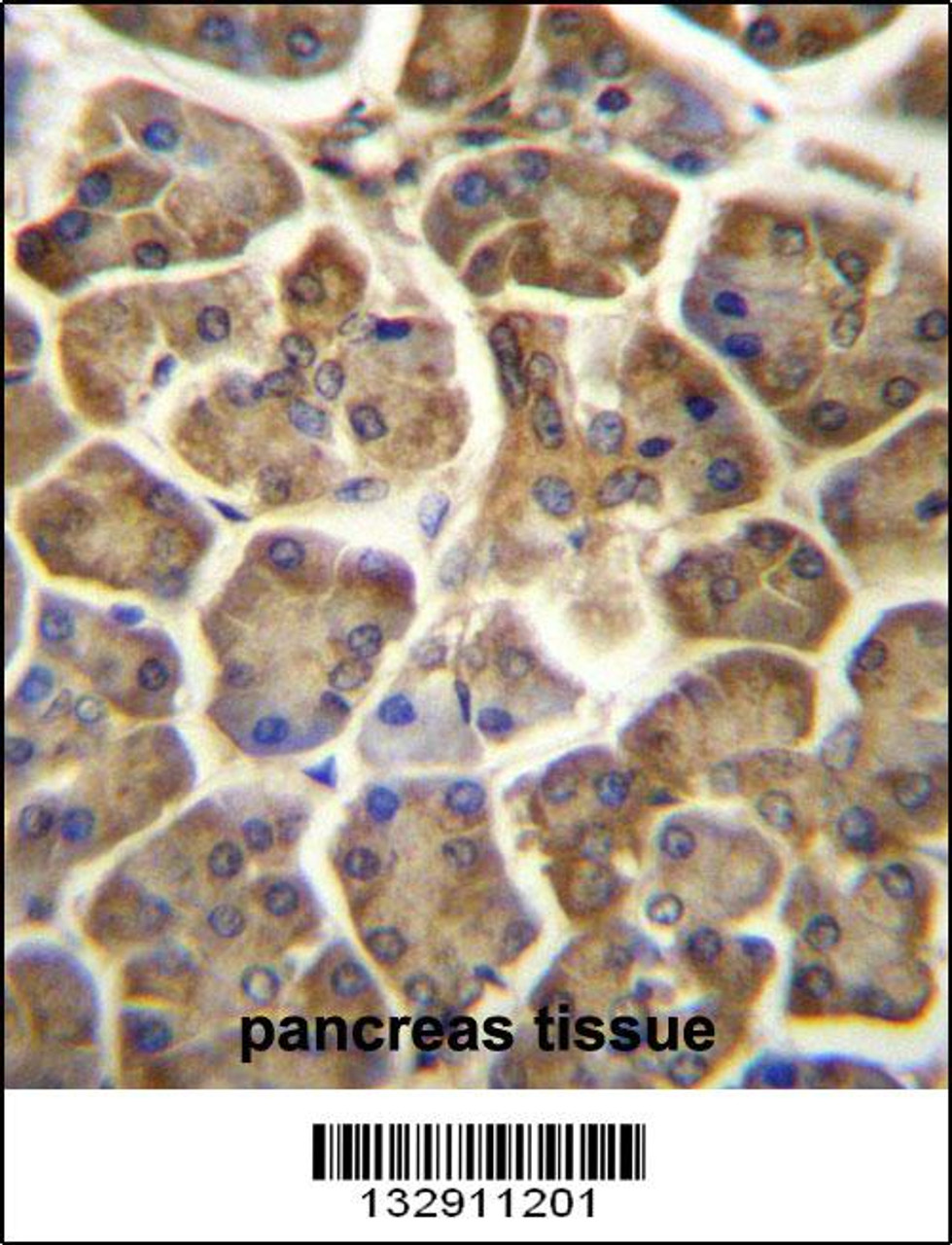 CCDC90B Antibody immunohistochemistry analysis in formalin fixed and paraffin embedded human pancreas tissue followed by peroxidase conjugation of the secondary antibody and DAB staining.