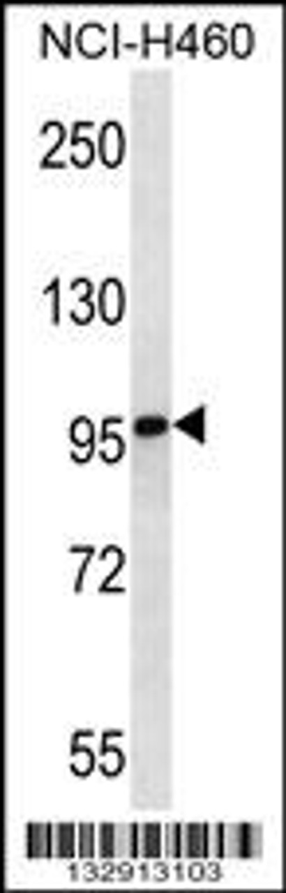 Western blot analysis in NCI-H460 cell line lysates (35ug/lane) .