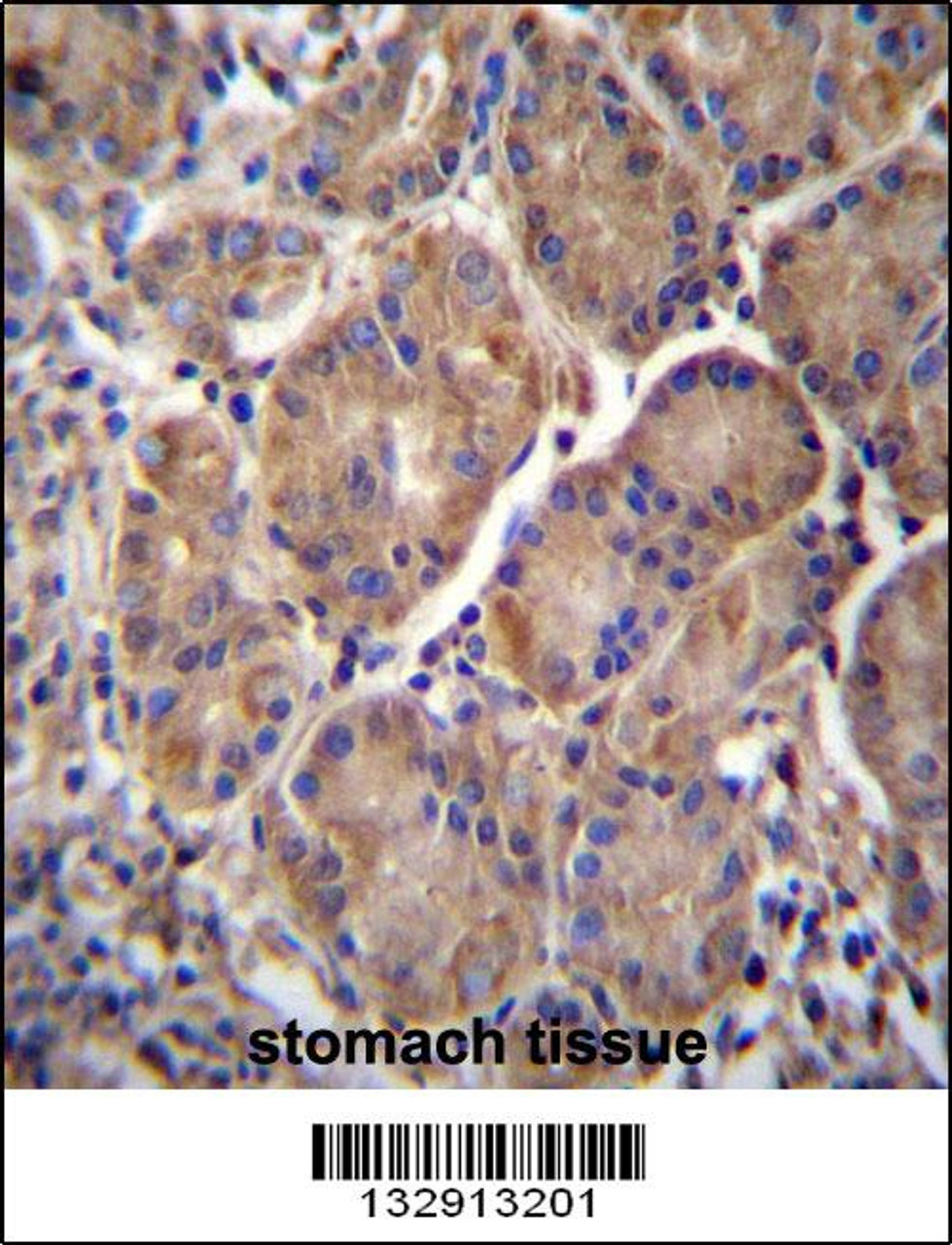 MMRN2 Antibody immunohistochemistry analysis in formalin fixed and paraffin embedded human stomach tissue followed by peroxidase conjugation of the secondary antibody and DAB staining.