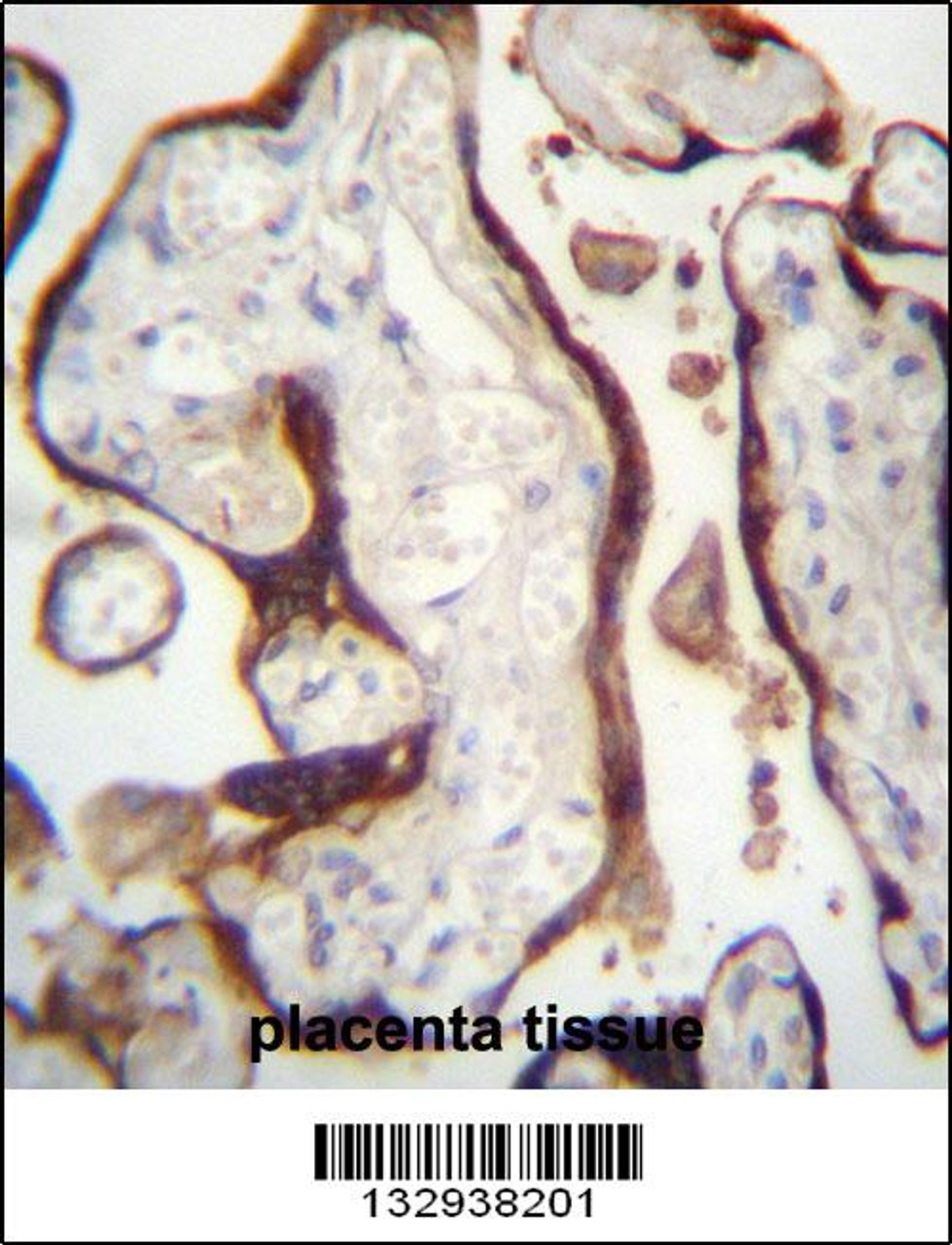 CSHL1 Antibody immunohistochemistry analysis in formalin fixed and paraffin embedded human placenta tissue followed by peroxidase conjugation of the secondary antibody and DAB staining.