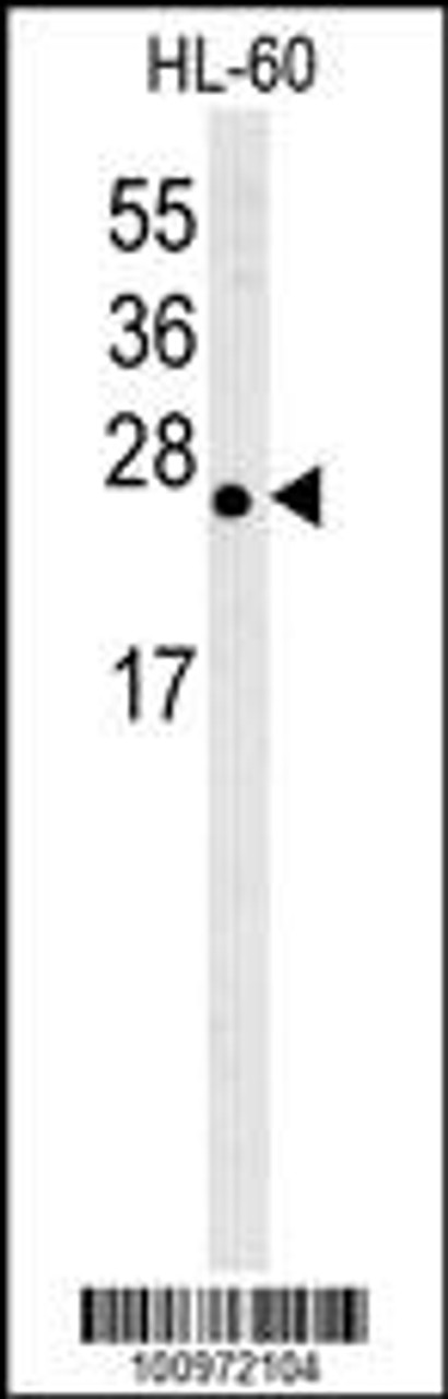 Western blot analysis of anti-Bcl-w BH3 domain Pab in HL-60 cell lysate. Bcl-w BH3 domain was detected using purified Pab.