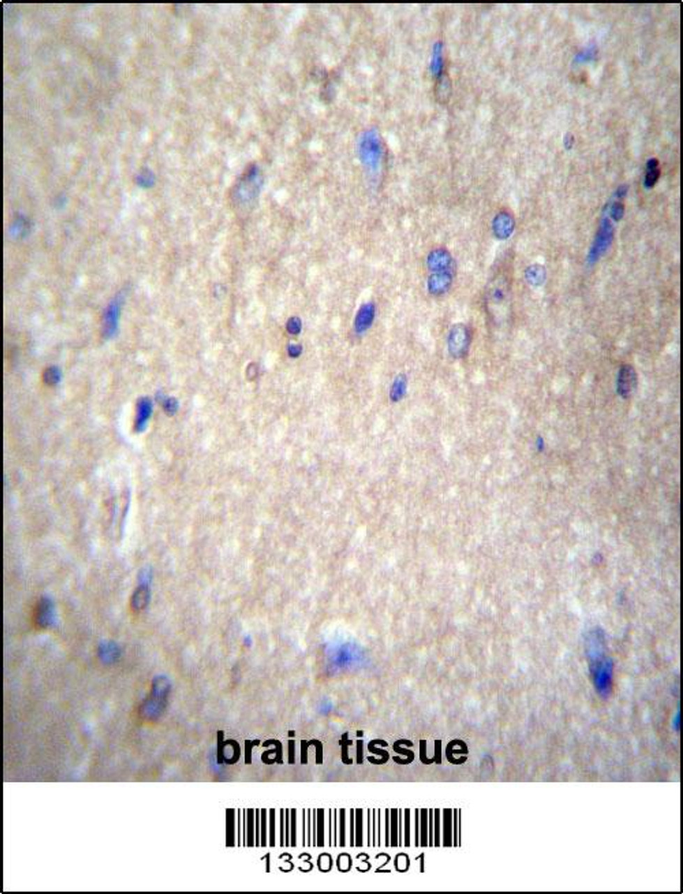 NAE1 Antibody immunohistochemistry analysis in formalin fixed and paraffin embedded human brain tissue followed by peroxidase conjugation of the secondary antibody and DAB staining.