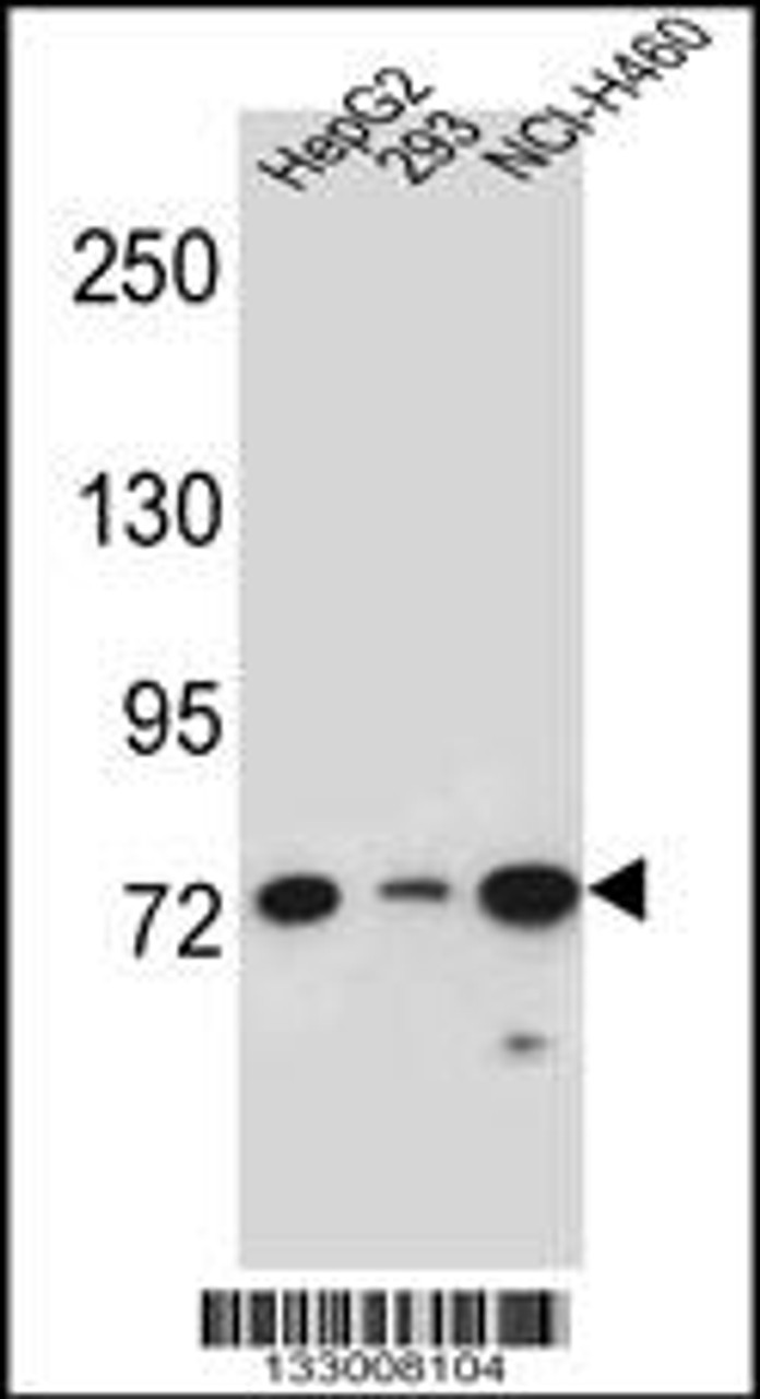 Western blot analysis in HepG2, 293, NCI-H460 cell line lysates (35ug/lane) .