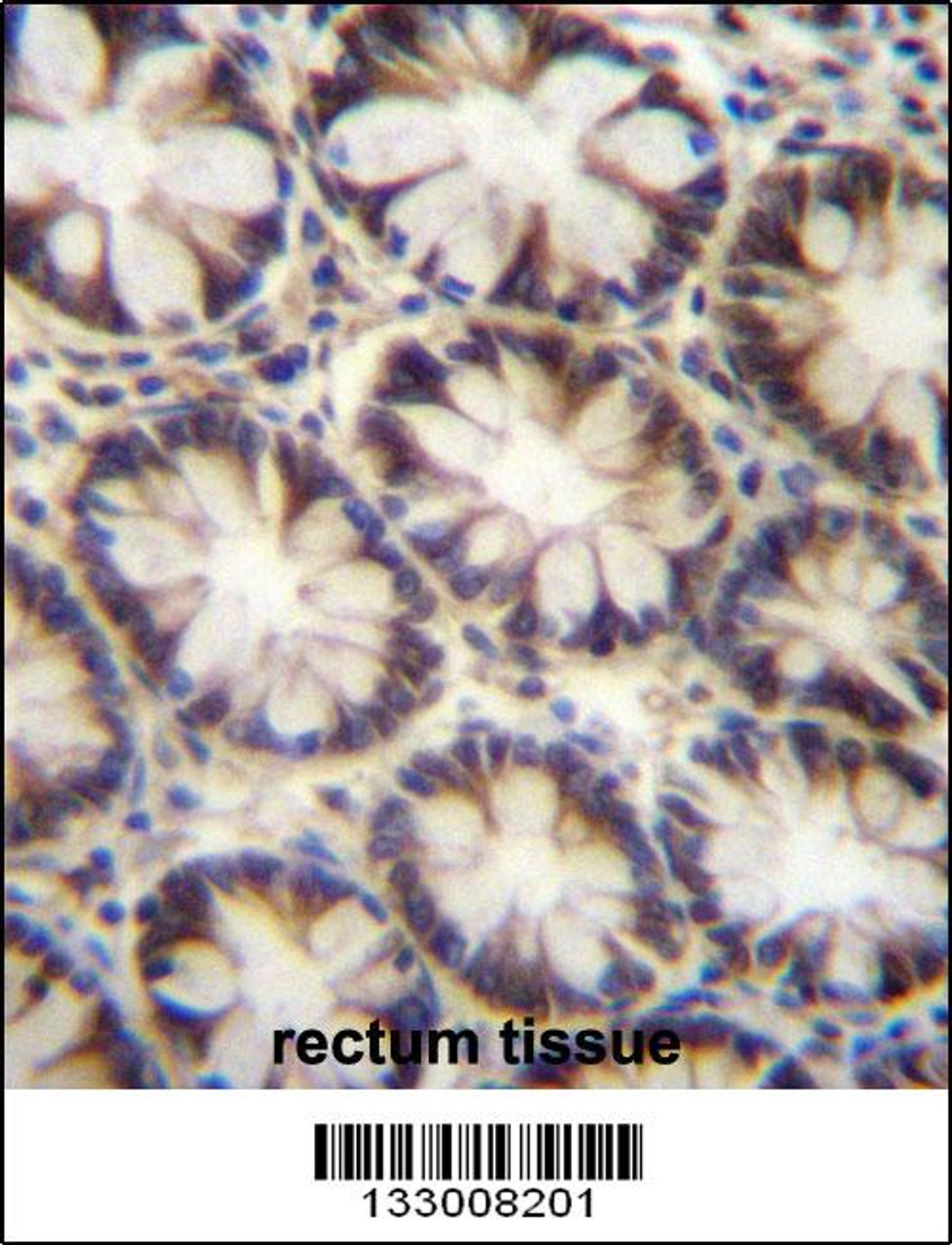 LNX2 Antibody immunohistochemistry analysis in formalin fixed and paraffin embedded human rectum tissue followed by peroxidase conjugation of the secondary antibody and DAB staining.