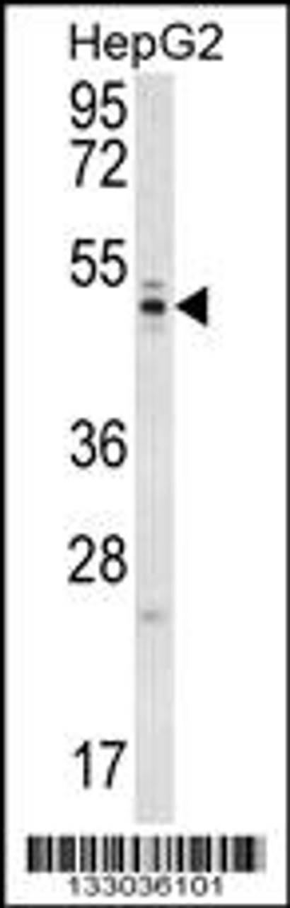 Western blot analysis in HepG2 cell line lysates (35ug/lane) .