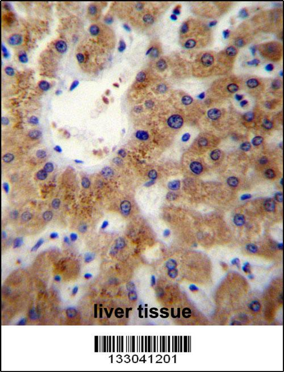 ERLIN1 Antibody immunohistochemistry analysis in formalin fixed and paraffin embedded human liver tissue followed by peroxidase conjugation of the secondary antibody and DAB staining.