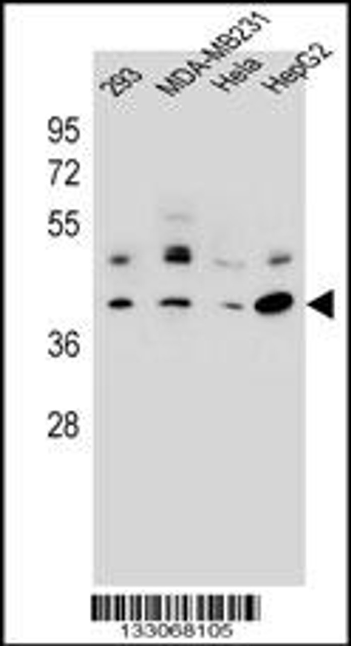 Western blot analysis in 293, MDA-MB231, Hela, HepG2 cell line lysates (35ug/lane) .