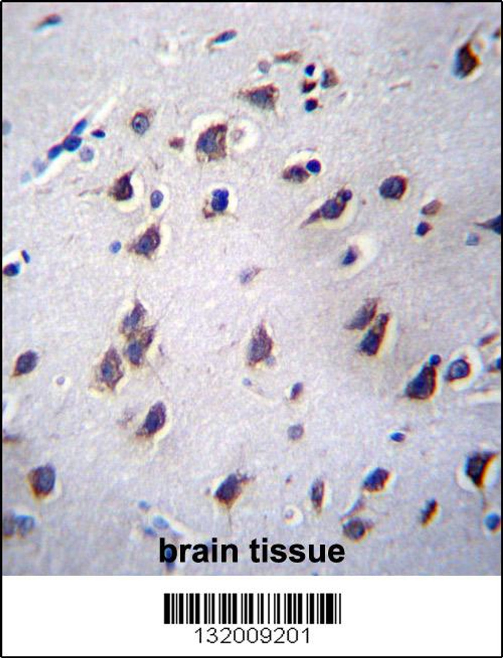 LSM12 Antibody immunohistochemistry analysis in formalin fixed and paraffin embedded human brain tissue followed by peroxidase conjugation of the secondary antibody and DAB staining.