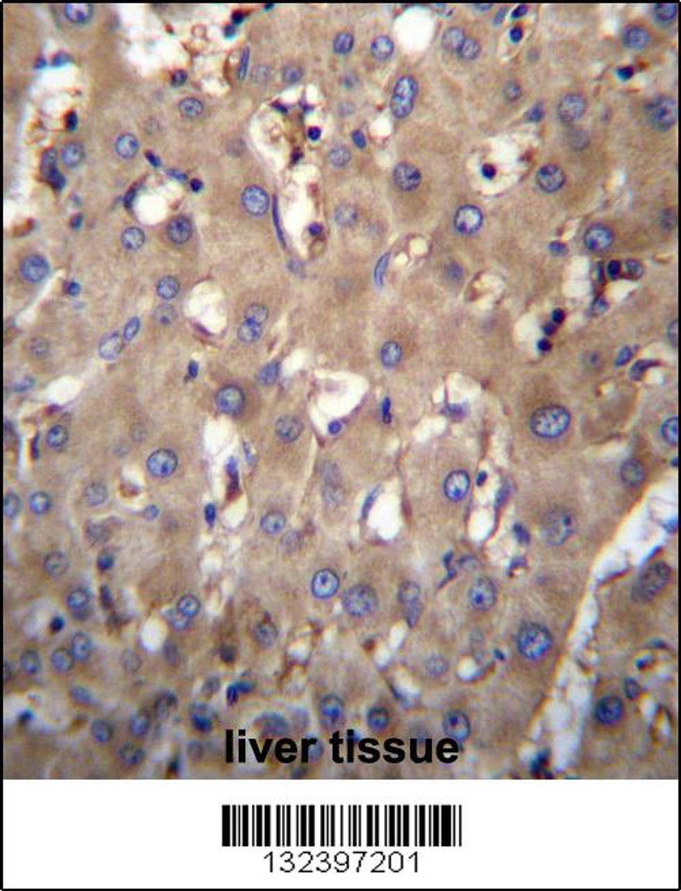 SEC63 Antibody immunohistochemistry analysis in formalin fixed and paraffin embedded human liver tissue followed by peroxidase conjugation of the secondary antibody and DAB staining.