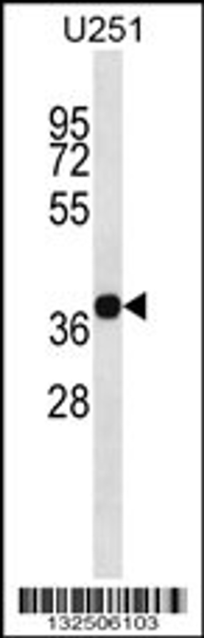 Western blot analysis in U251 cell line lysates (35ug/lane) .