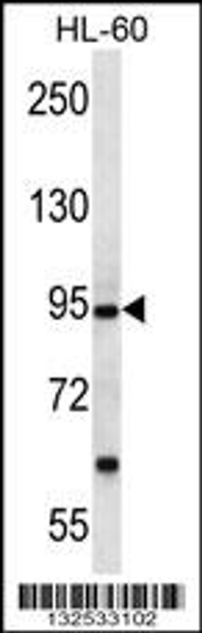 Western blot analysis in HL-60 cell line lysates (35ug/lane) .