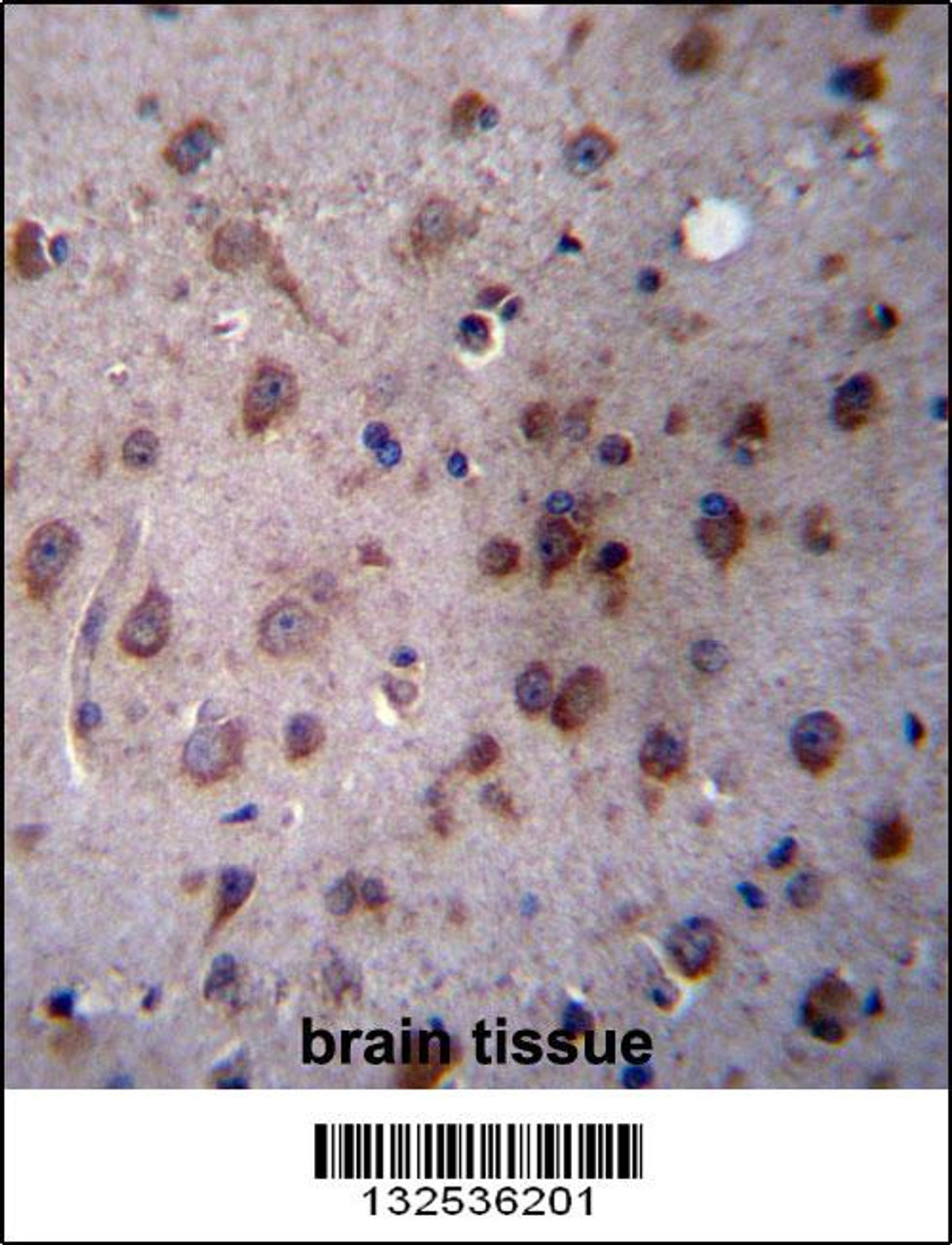 TMED2 Antibody immunohistochemistry analysis in formalin fixed and paraffin embedded human brain tissue followed by peroxidase conjugation of the secondary antibody and DAB staining.