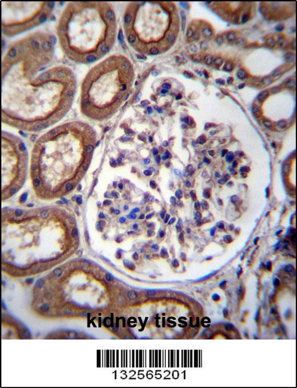 PLS1 Antibody immunohistochemistry analysis in formalin fixed and paraffin embedded human kidney tissue followed by peroxidase conjugation of the secondary antibody and DAB staining.