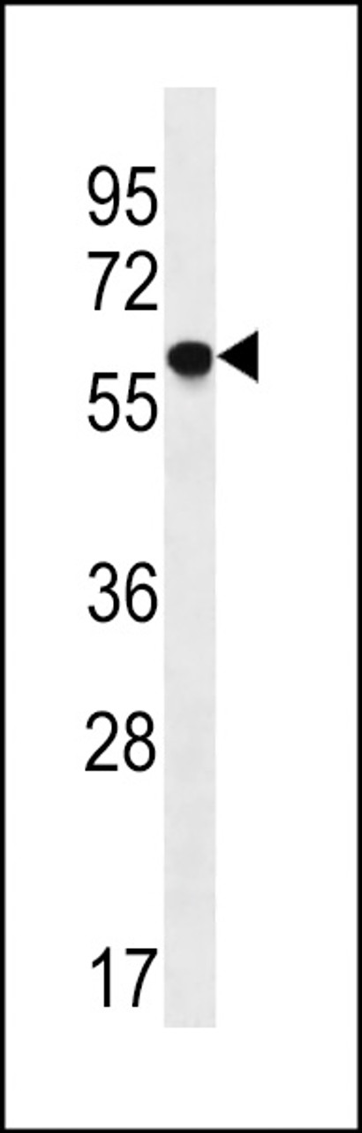 Western blot analysis in U251 cell line lysates (35ug/lane) .