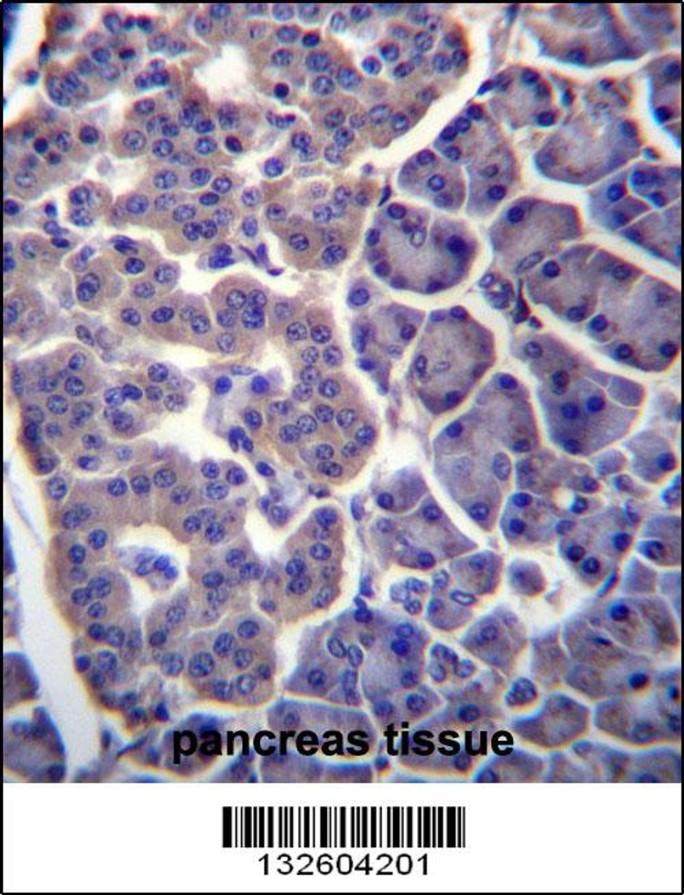 TM9SF2 Antibody immunohistochemistry analysis in formalin fixed and paraffin embedded human pancreas tissue followed by peroxidase conjugation of the secondary antibody and DAB staining.