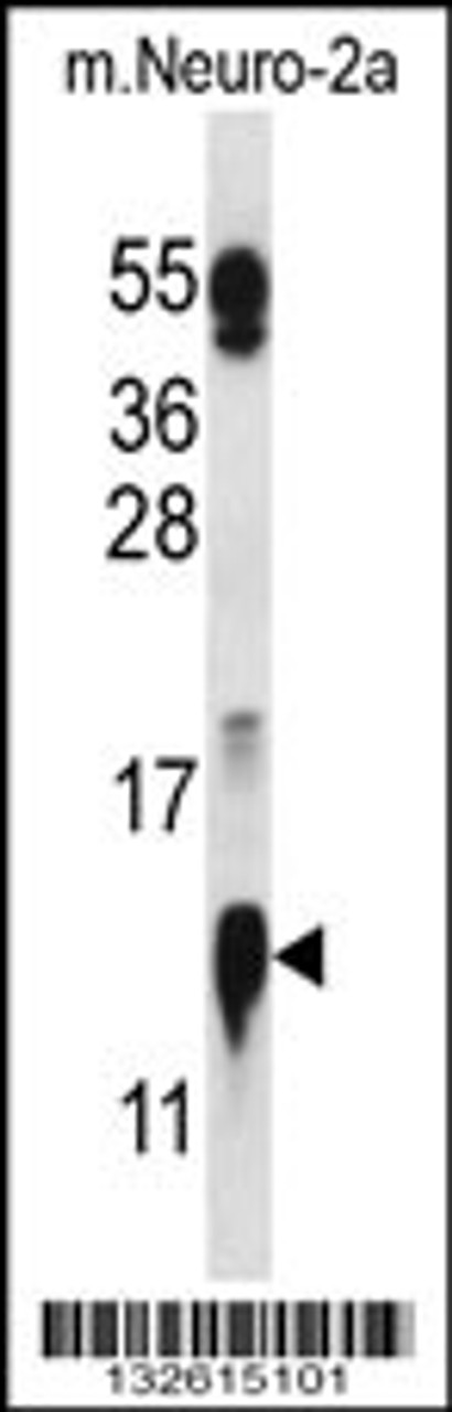 Western blot analysis in mouse Neuro-2a cell line lysates (35ug/lane) .