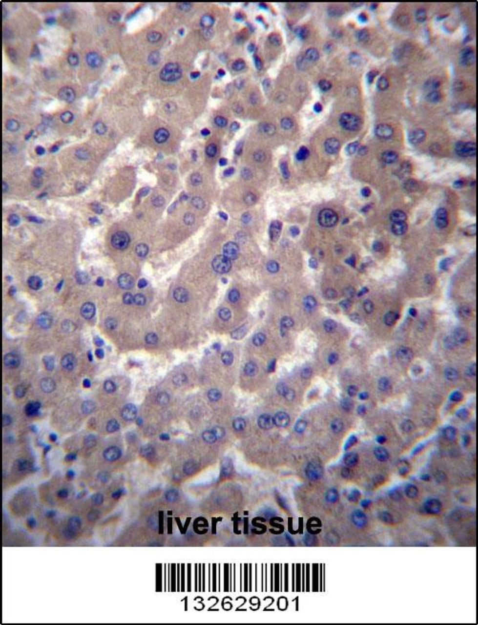 GGT7 Antibody immunohistochemistry analysis in formalin fixed and paraffin embedded human liver tissue followed by peroxidase conjugation of the secondary antibody and DAB staining.