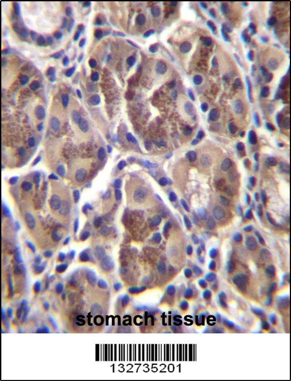 AMELX Antibody immunohistochemistry analysis in formalin fixed and paraffin embedded human stomach tissue followed by peroxidase conjugation of the secondary antibody and DAB staining.
