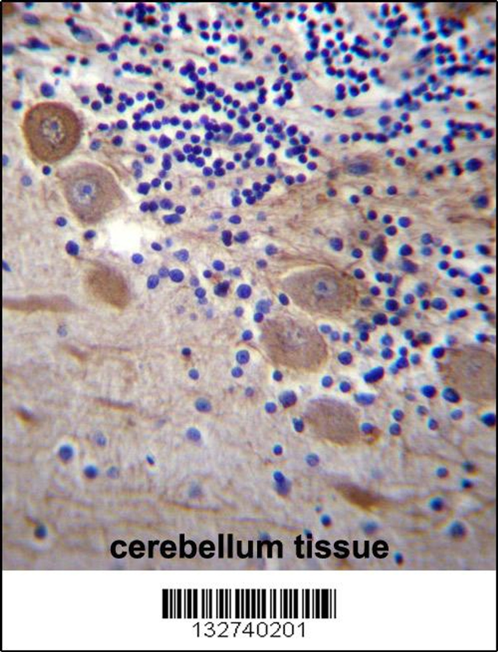 SSR2 Antibody immunohistochemistry analysis in formalin fixed and paraffin embedded human cerebellum tissue followed by peroxidase conjugation of the secondary antibody and DAB staining.