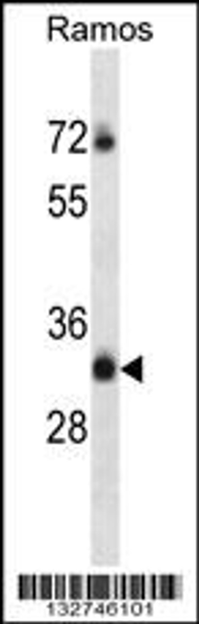 Western blot analysis in Ramos cell line lysates (35ug/lane) .