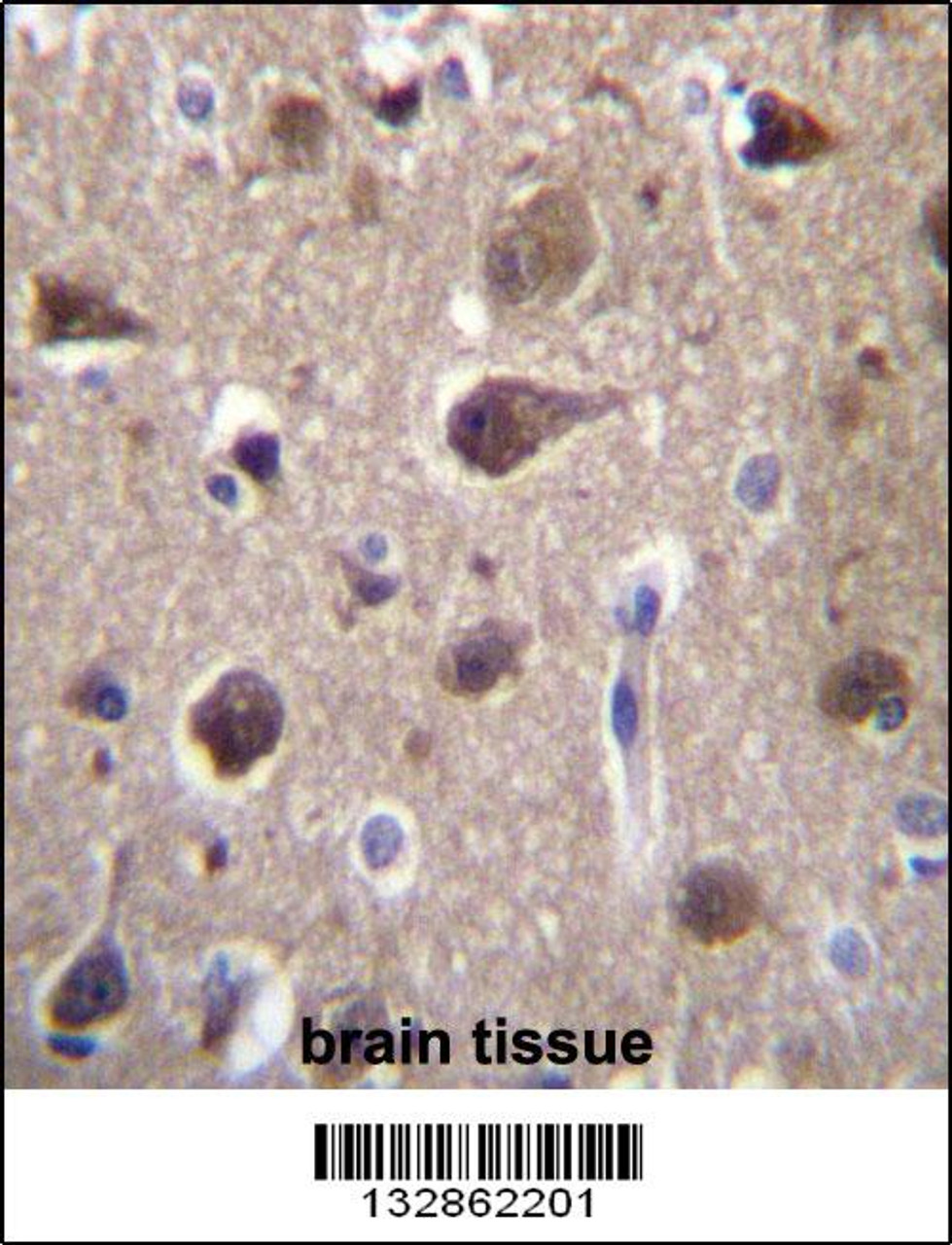 MRAP2 Antibody immunohistochemistry analysis in formalin fixed and paraffin embedded human brain tissue followed by peroxidase conjugation of the secondary antibody and DAB staining.